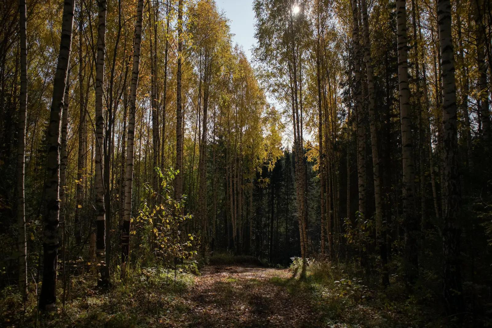 Природа рядом | ЖК Слава, Челябинск
